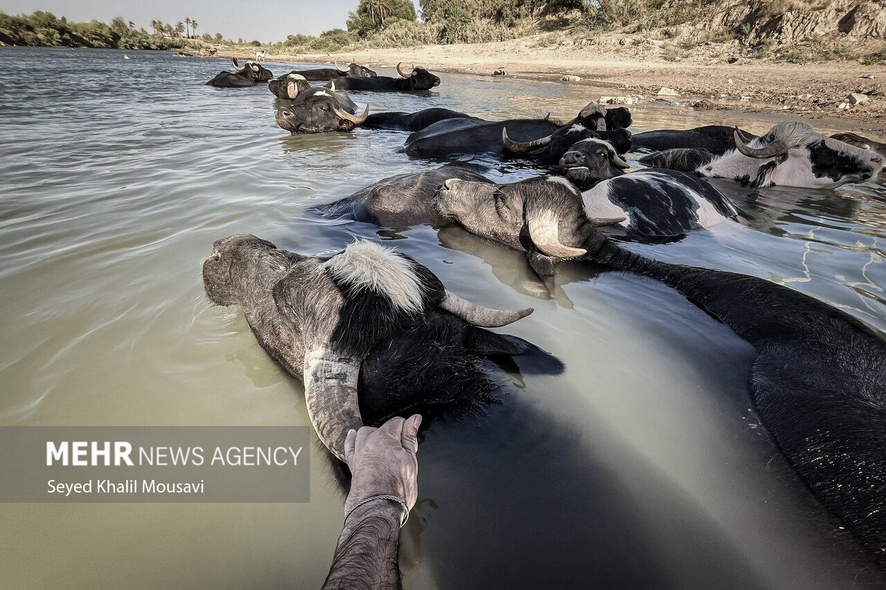 تصاویر: زندگی در کنار گاومیش‌ها
