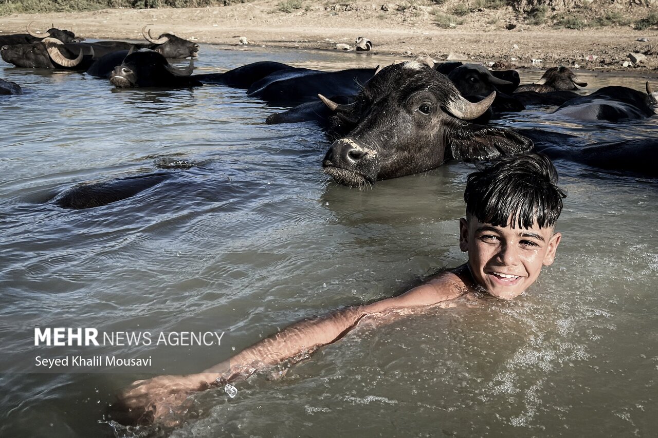 تصاویر: زندگی در کنار گاومیش‌ها