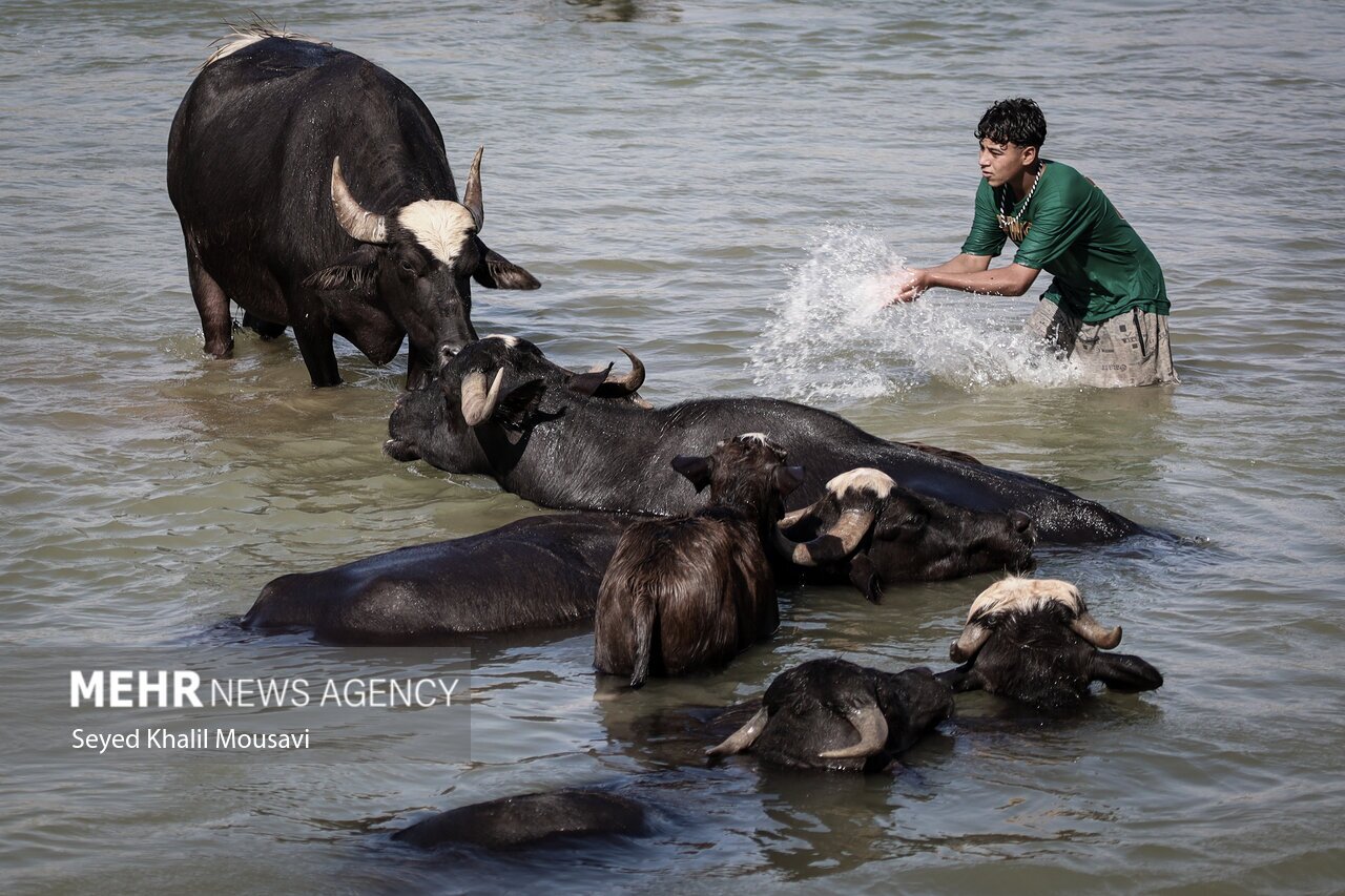 تصاویر: زندگی در کنار گاومیش‌ها