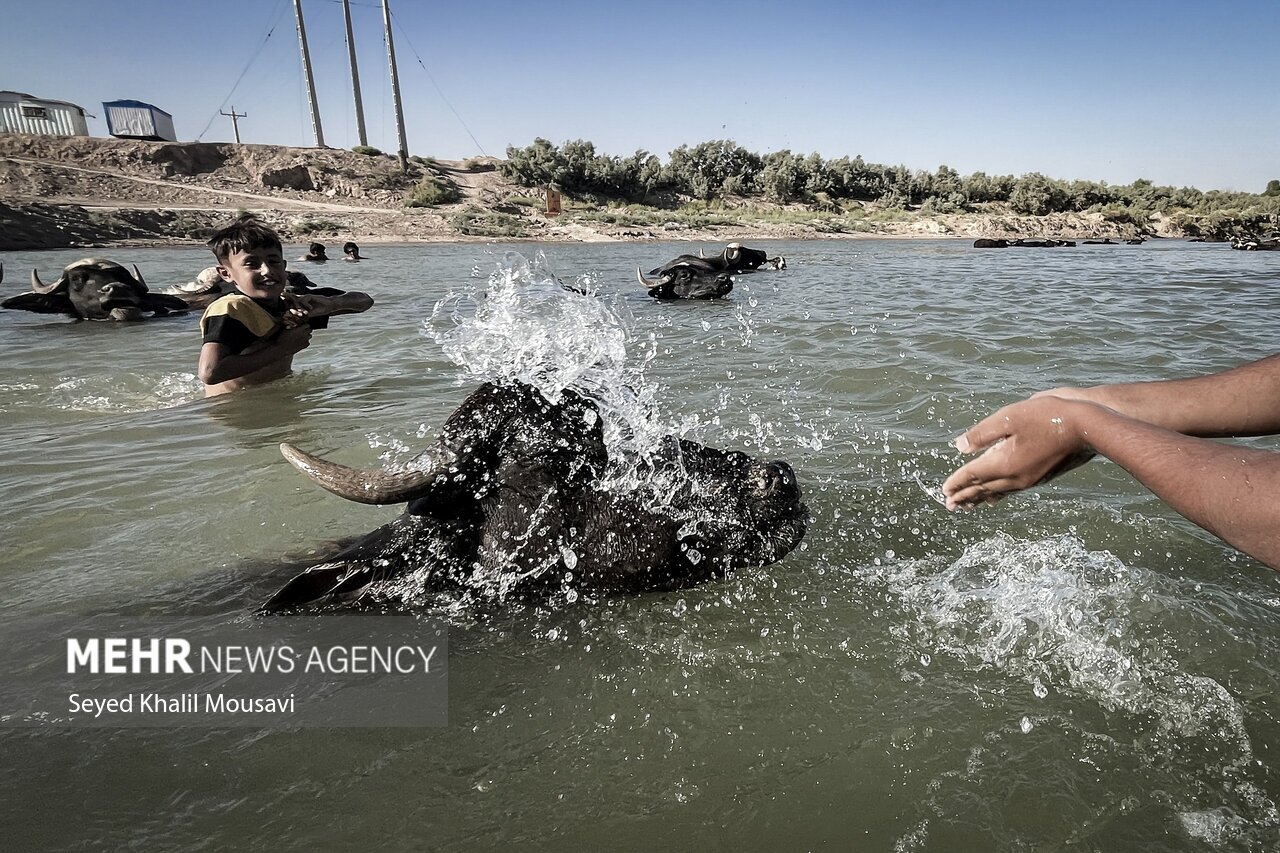 تصاویر: زندگی در کنار گاومیش‌ها
