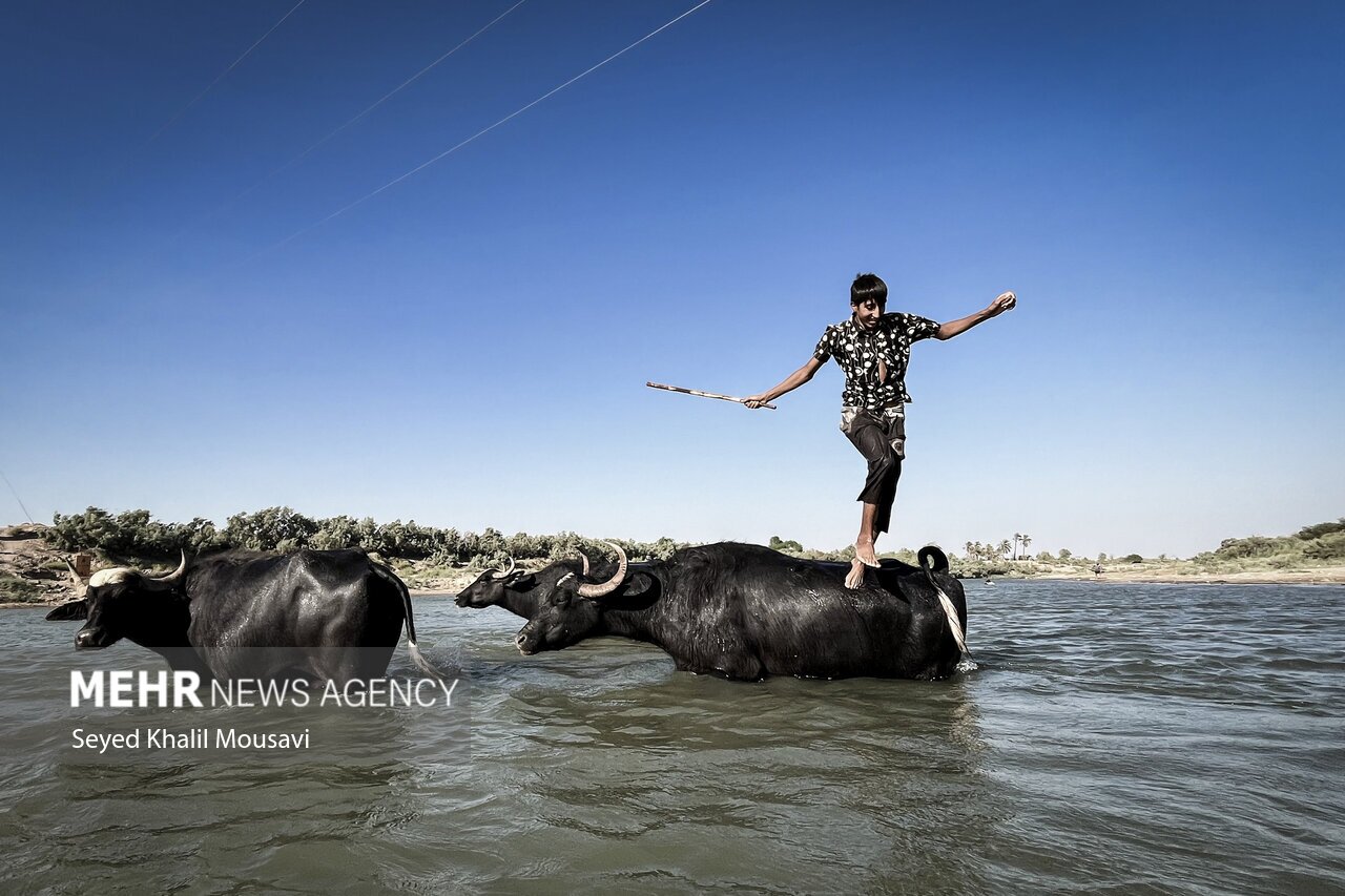تصاویر: زندگی در کنار گاومیش‌ها