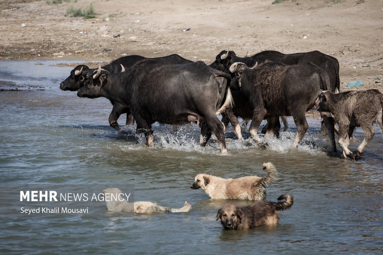 تصاویر: زندگی در کنار گاومیش‌ها