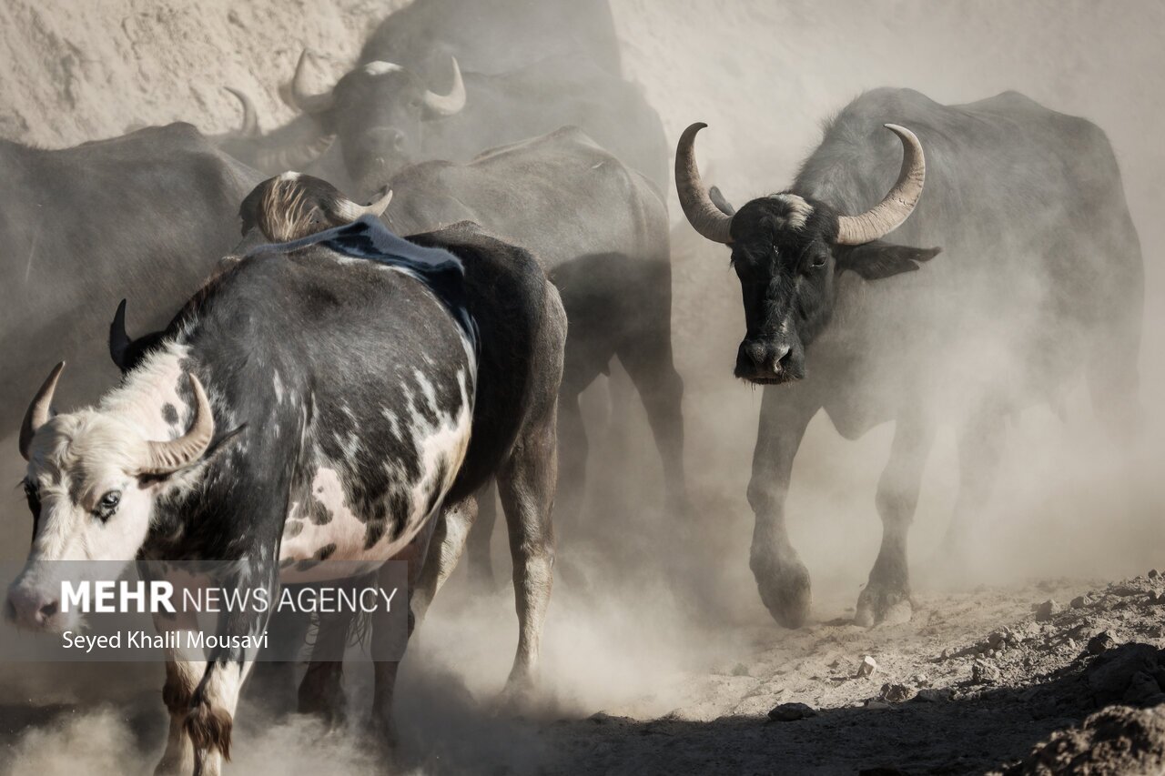 تصاویر: زندگی در کنار گاومیش‌ها