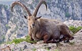 ببینید/سکونتگاه حیرت‌انگیز بز کوهی در استان لرستان