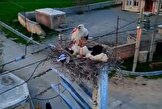 ببینید/ روستای لک لک ها در آذربایجان غربی