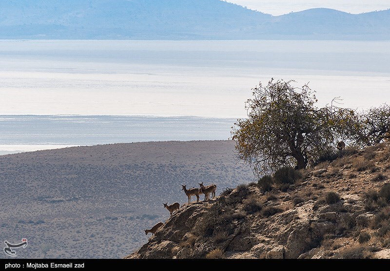 تصاویر: سرشماری پستانداران در جزایر پارک ملی دریاچه ارومیه