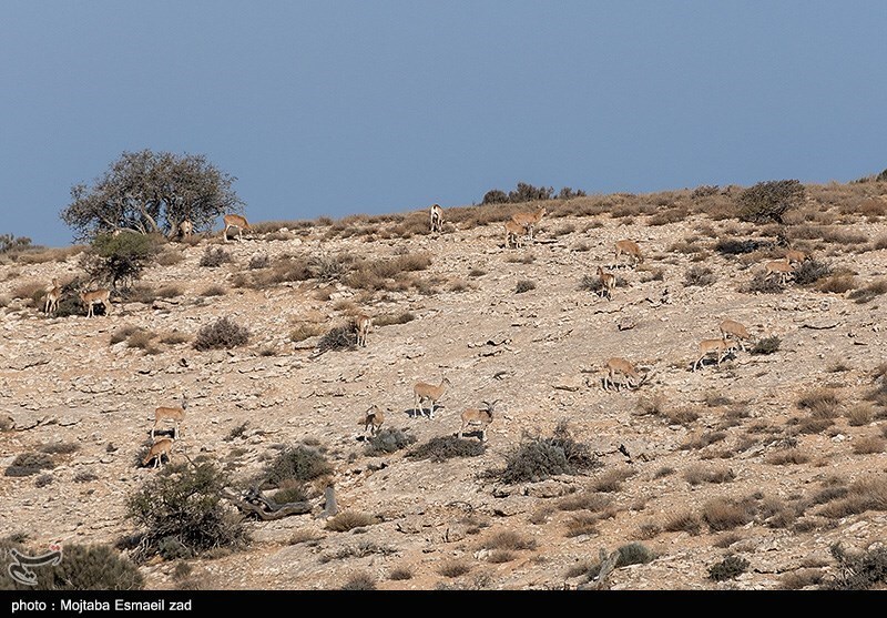 تصاویر: سرشماری پستانداران در جزایر پارک ملی دریاچه ارومیه