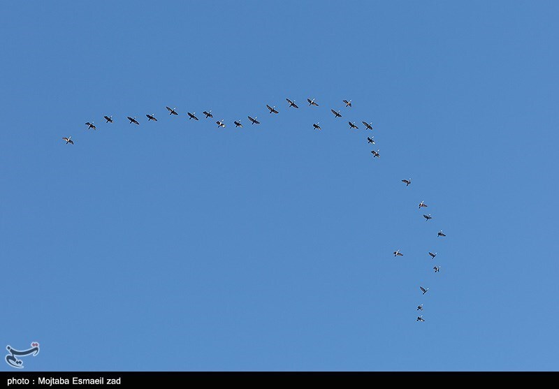 تصاویر: سرشماری پستانداران در جزایر پارک ملی دریاچه ارومیه