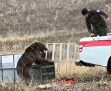 ببینید/حمله ناگهانی خرس عصبانی به محیط‌بان