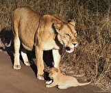 ببینید/تمرین غرش توله شیر تحت نظارت مادر