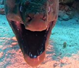 ببینید/لحظه روبرو شدن غواص مصری با موجودی ترسناک در اعماق «دریای سرخ»