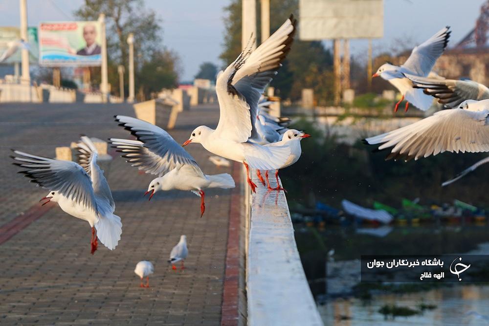 تصاویر: کاکایی‌ها مهمان‌های کوچک خزر