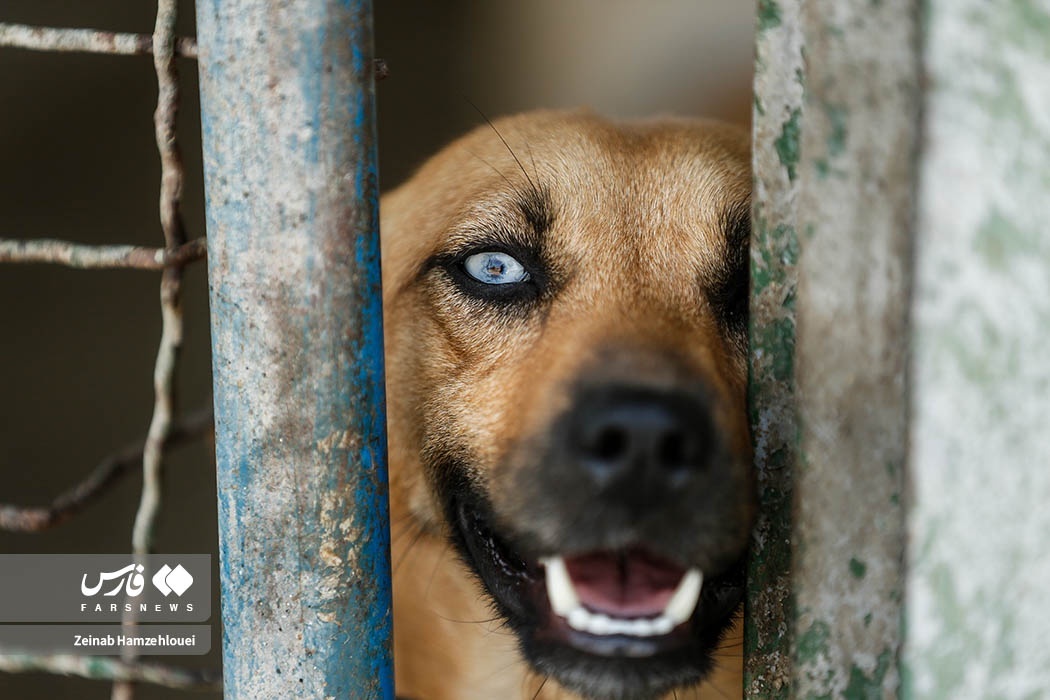 تصاویر: زنده‌گیری سگ‌های ولگرد تهران