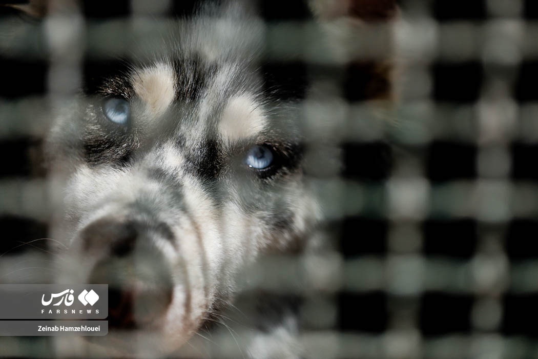 تصاویر: زنده‌گیری سگ‌های ولگرد تهران
