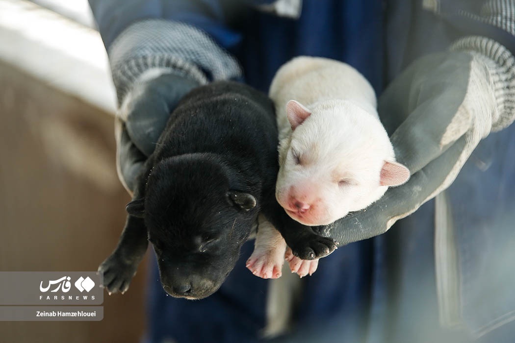 تصاویر: زنده‌گیری سگ‌های ولگرد تهران