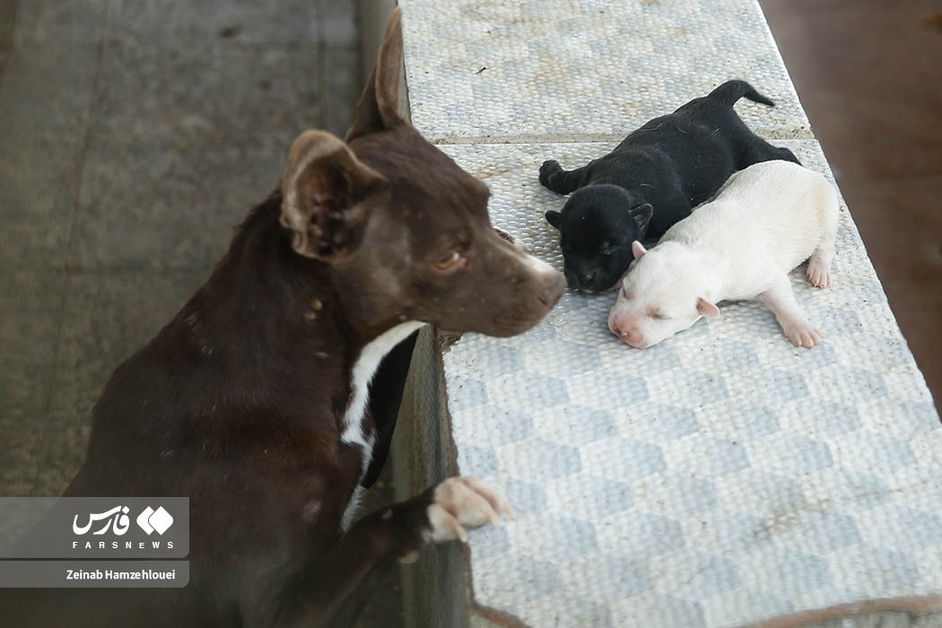 تصاویر: زنده‌گیری سگ‌های ولگرد تهران