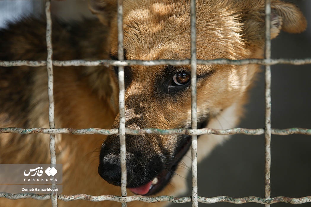 تصاویر: زنده‌گیری سگ‌های ولگرد تهران