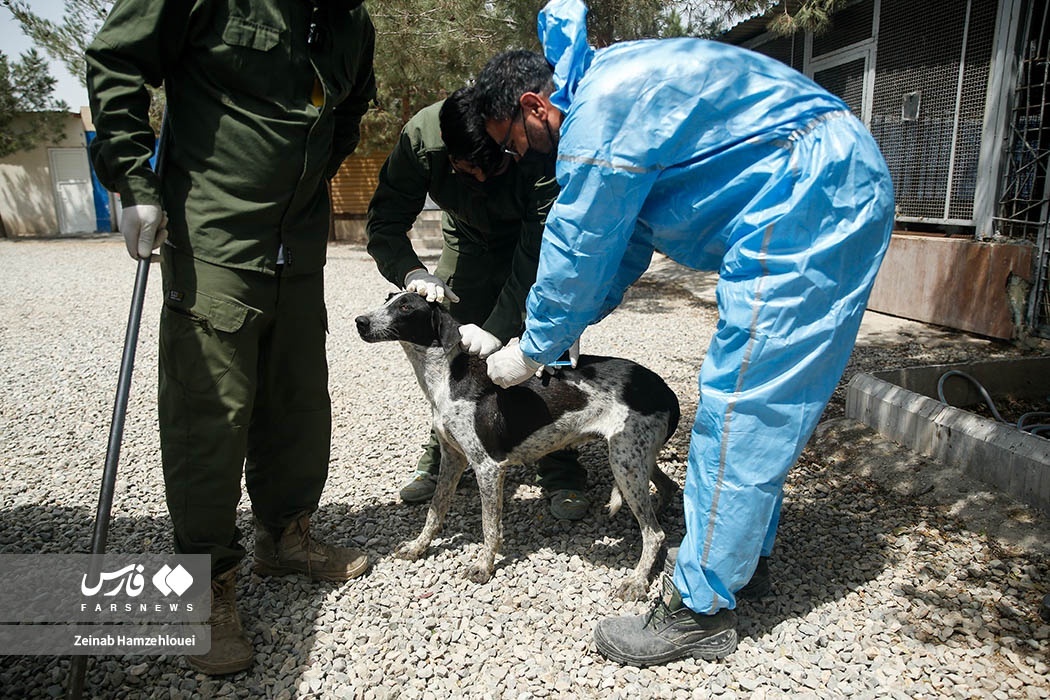 تصاویر: زنده‌گیری سگ‌های ولگرد تهران