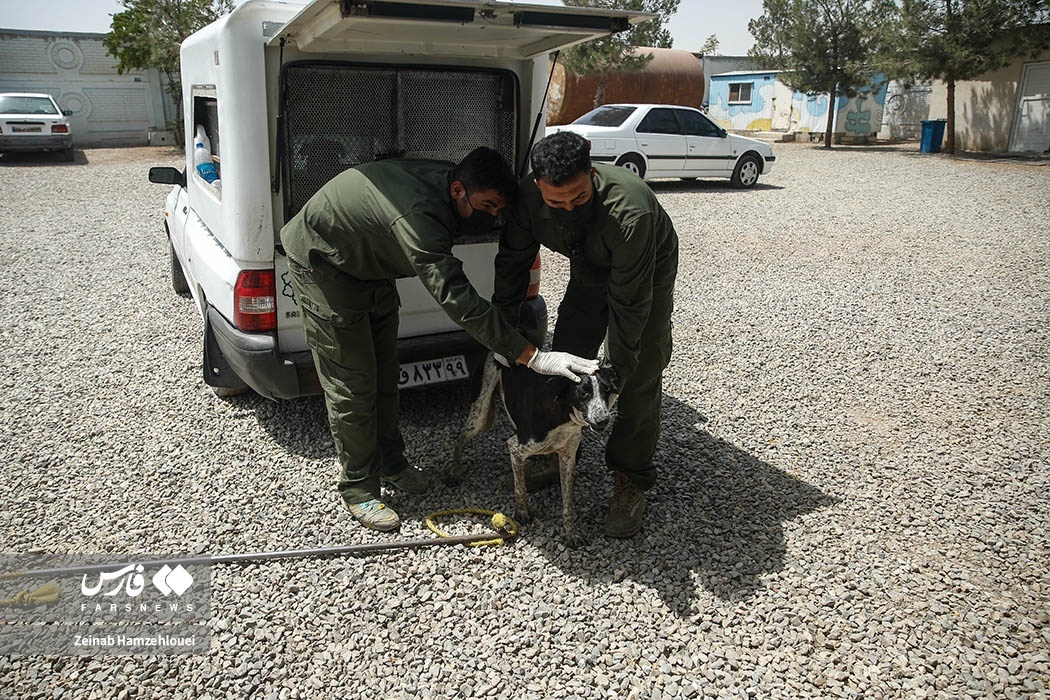 تصاویر: زنده‌گیری سگ‌های ولگرد تهران