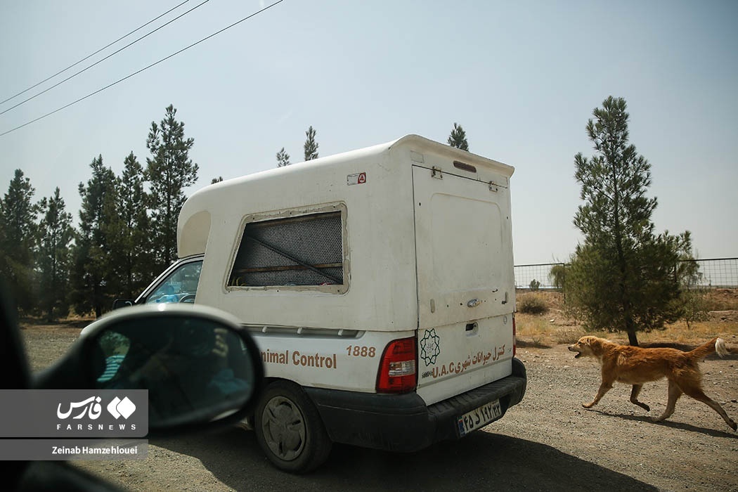 تصاویر: زنده‌گیری سگ‌های ولگرد تهران