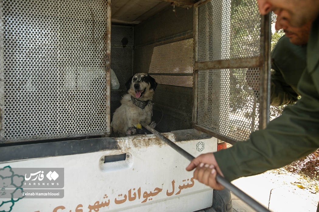 تصاویر: زنده‌گیری سگ‌های ولگرد تهران