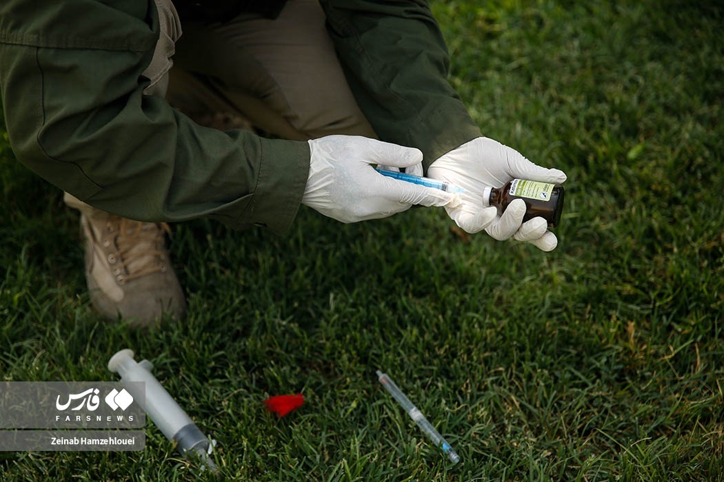 تصاویر: زنده‌گیری سگ‌های ولگرد تهران