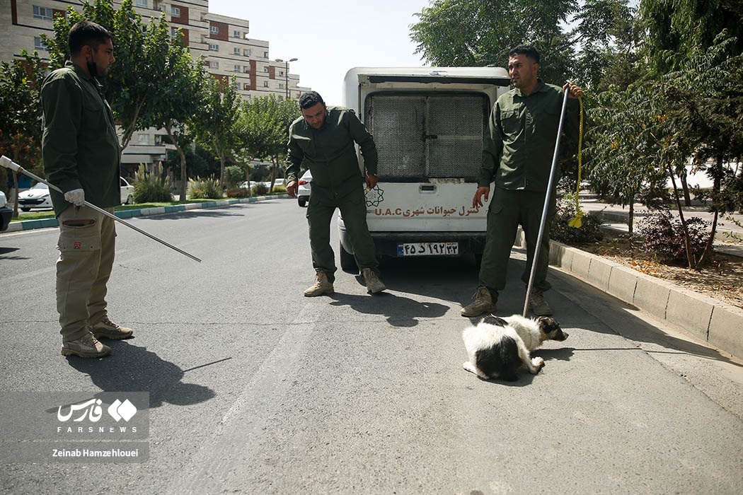 تصاویر: زنده‌گیری سگ‌های ولگرد تهران