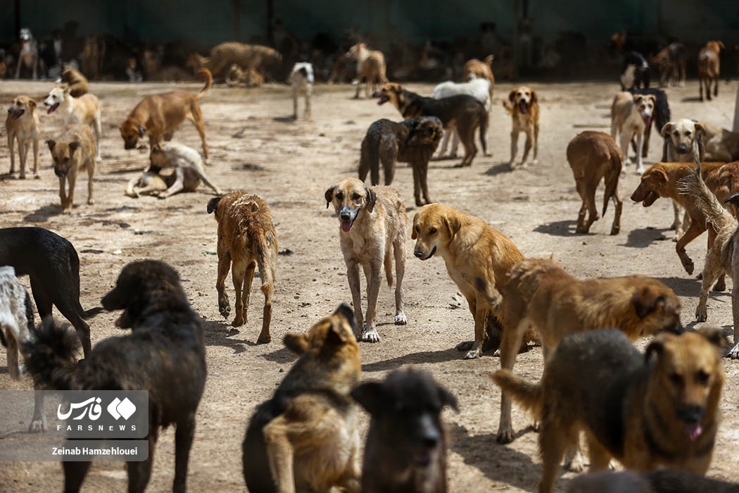 تصاویر: زنده‌گیری سگ‌های ولگرد تهران