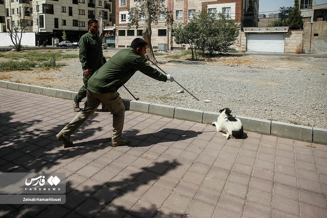 تصاویر: زنده‌گیری سگ‌های ولگرد تهران