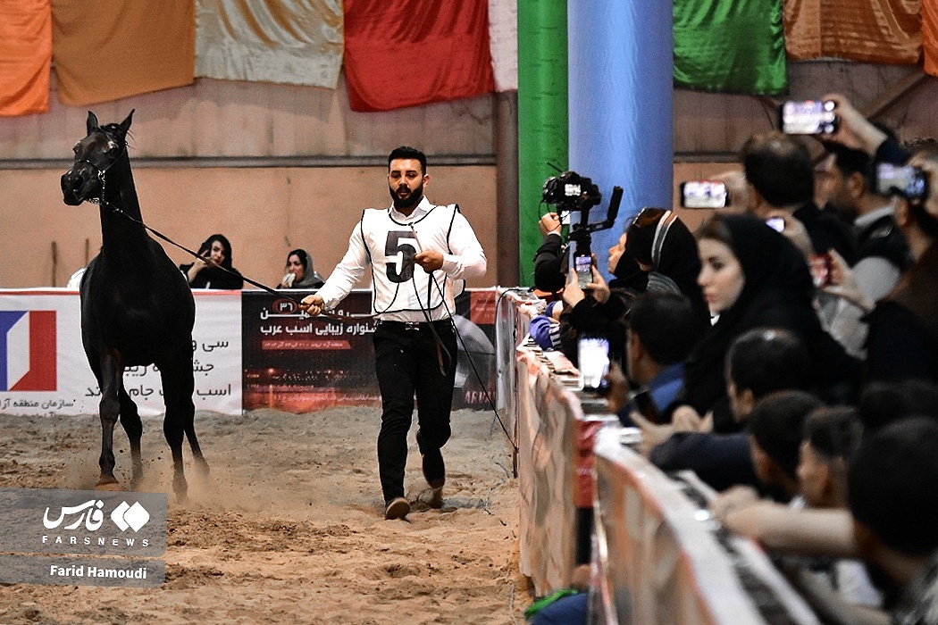 تصاویر: جشنواره زیبایی اسب اصیل عرب