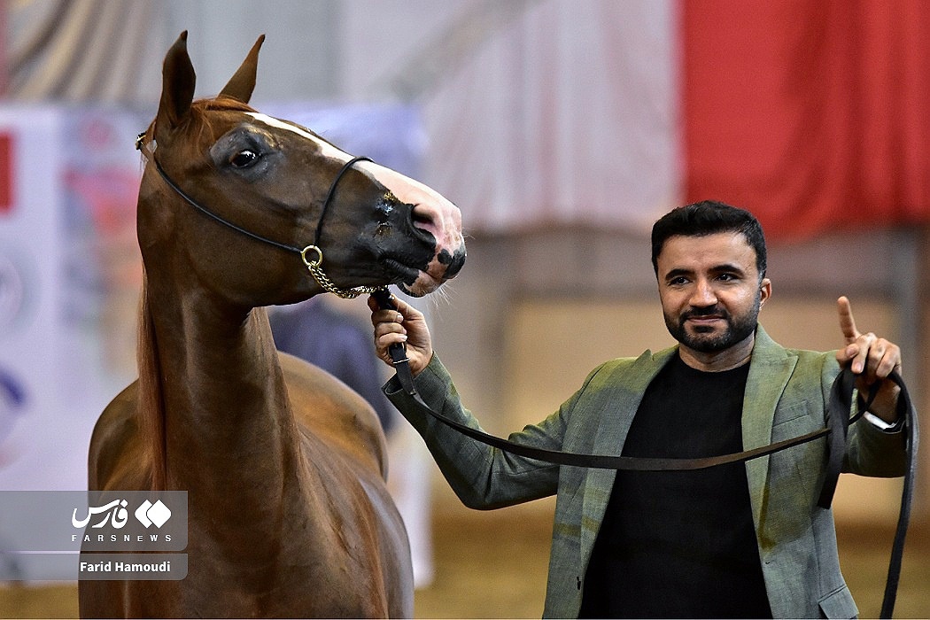 تصاویر: جشنواره زیبایی اسب اصیل عرب