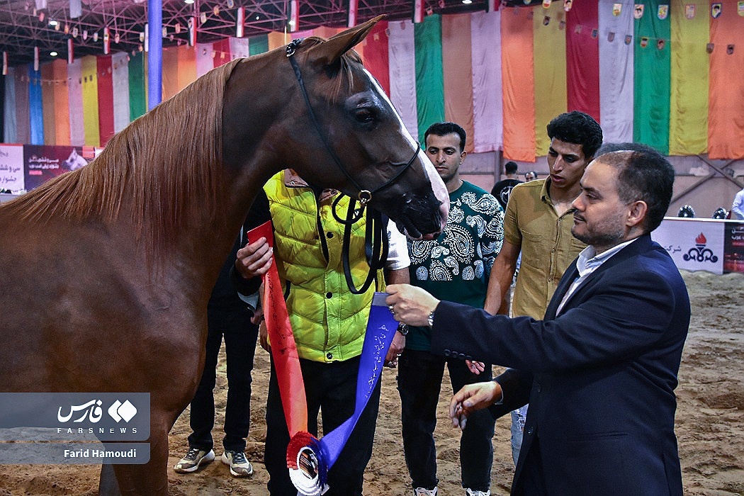 تصاویر: جشنواره زیبایی اسب اصیل عرب