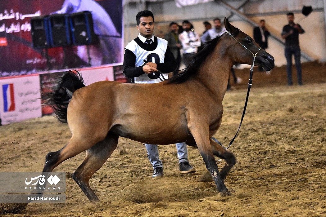 تصاویر: جشنواره زیبایی اسب اصیل عرب