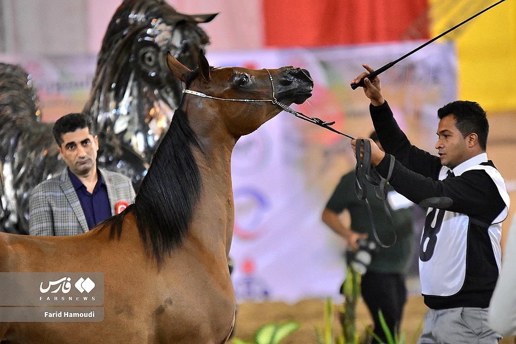 تصاویر: جشنواره زیبایی اسب اصیل عرب