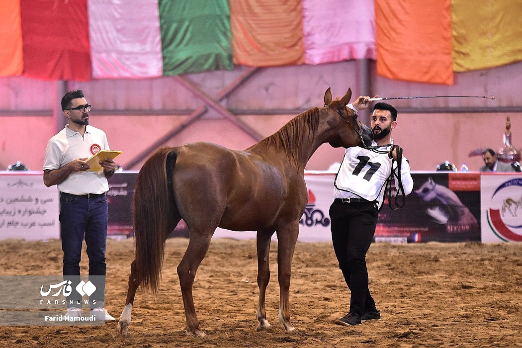 تصاویر: جشنواره زیبایی اسب اصیل عرب