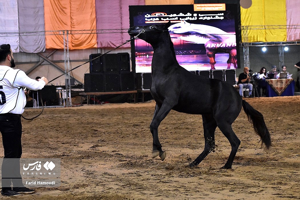 تصاویر: جشنواره زیبایی اسب اصیل عرب