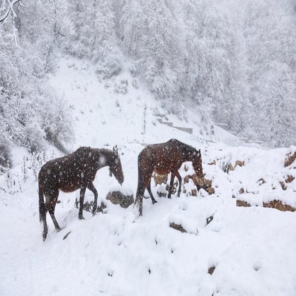 تصاویر: بارش برف زمستانی سوادکوه - مازندران