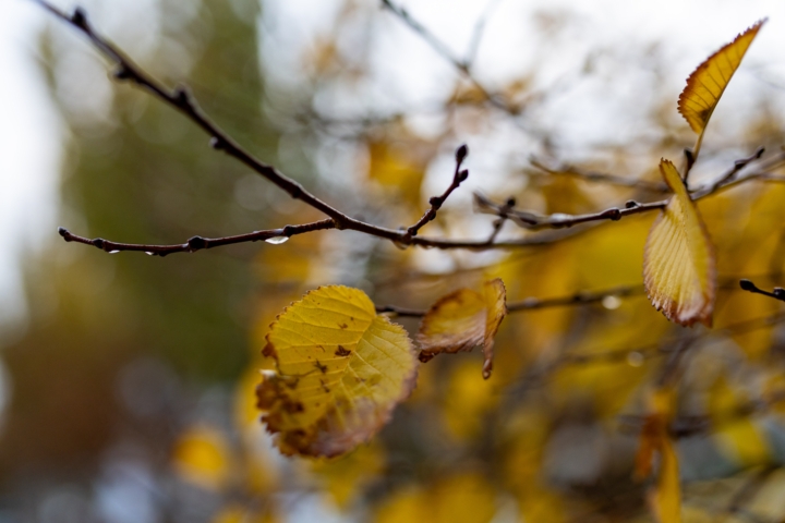 ماندگاری آلودگی هوا در پایتخت؛ شنبه بارانی می‌شود