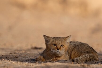 محیط‌زیست: تصویربرداری از یک قلاده گربه شنی در منطقه حفاظت شده پطرگان زیر کوه/ از ابتدای سال، سومین دفعه‌ای است که این گربه مشاهده شده