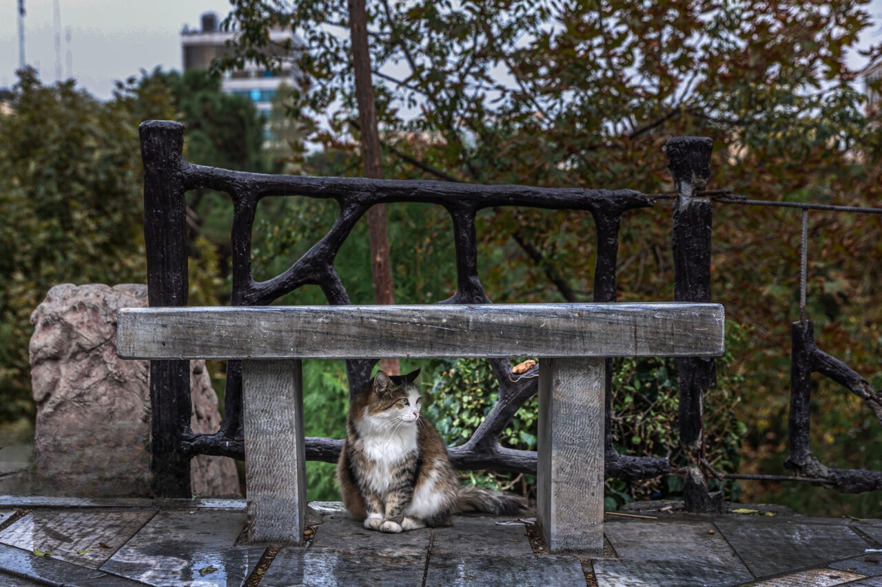 وزش باد شدید همراه با گرد و خاک در راه تهران