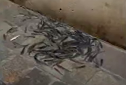 ببینید / شنای ماهی‌ها در خیابان‌های ونیز