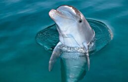 ببینید / وقتی دلفین‌ها برای جمع‌آوری زباله، داوطلب می‌شوند