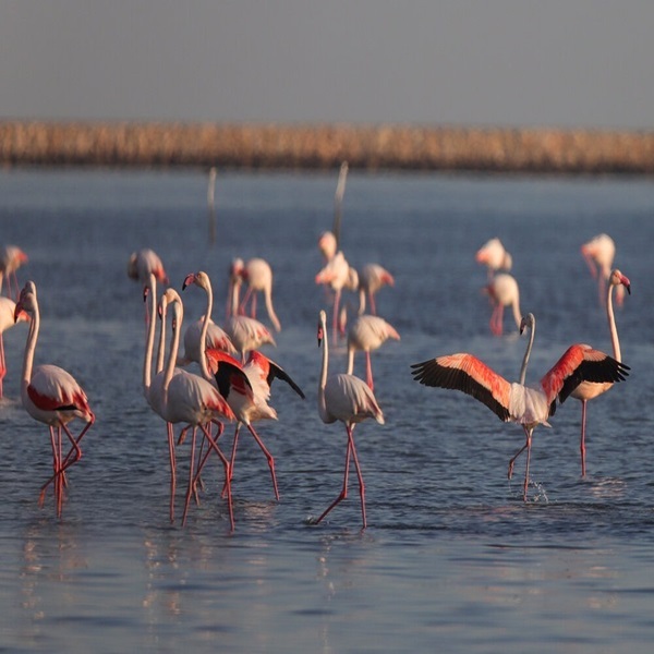 تصاویر: فلامینگوها میهمان آب‌های گرم خلیج فارس