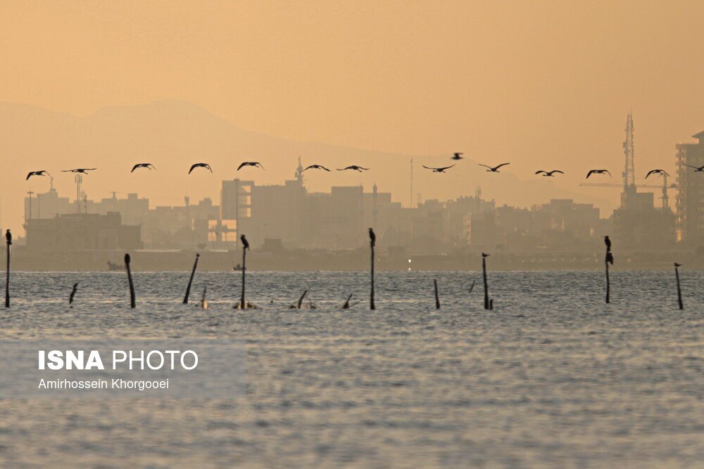 تصاویر: فلامینگوها میهمان آب‌های گرم خلیج فارس