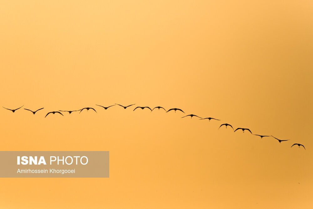 تصاویر: فلامینگوها میهمان آب‌های گرم خلیج فارس