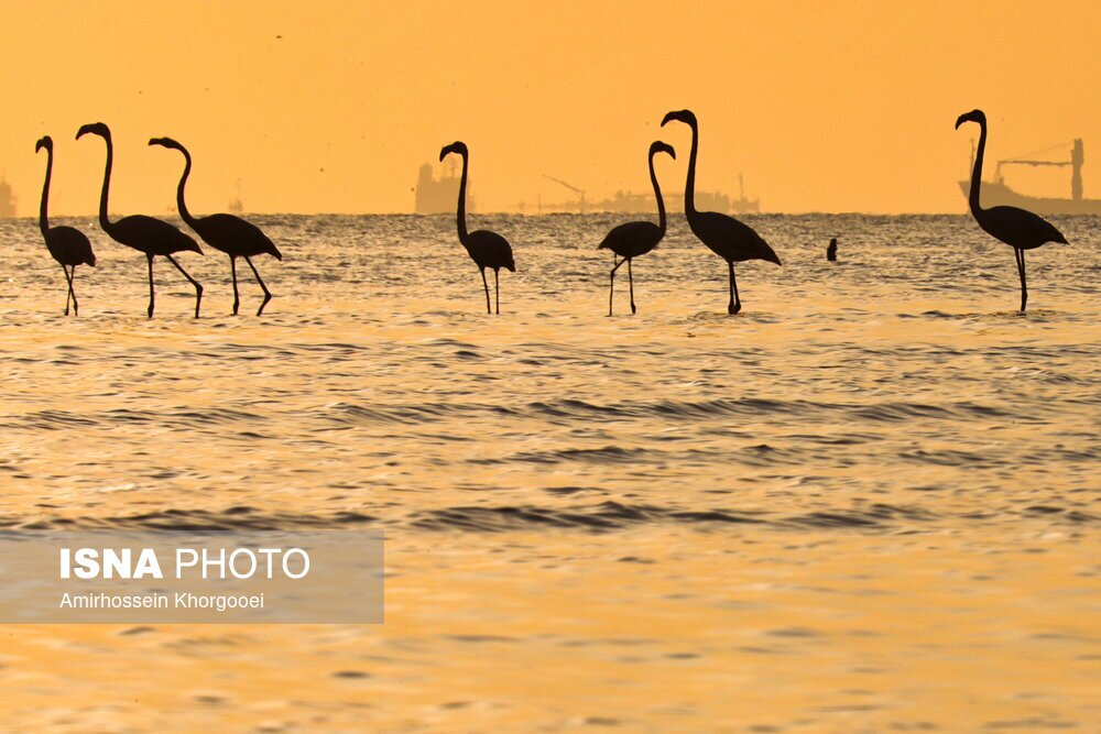تصاویر: فلامینگوها میهمان آب‌های گرم خلیج فارس