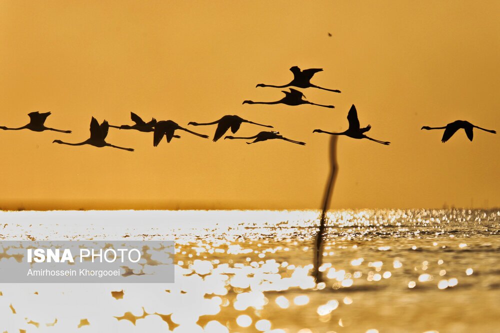 تصاویر: فلامینگوها میهمان آب‌های گرم خلیج فارس