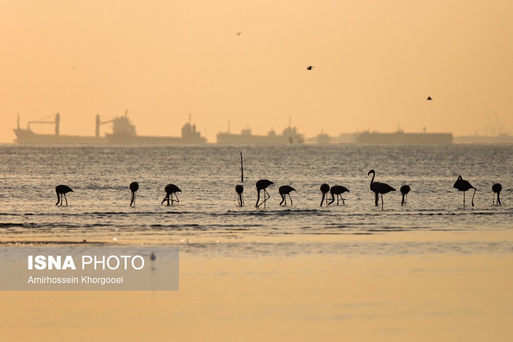 تصاویر: فلامینگوها میهمان آب‌های گرم خلیج فارس