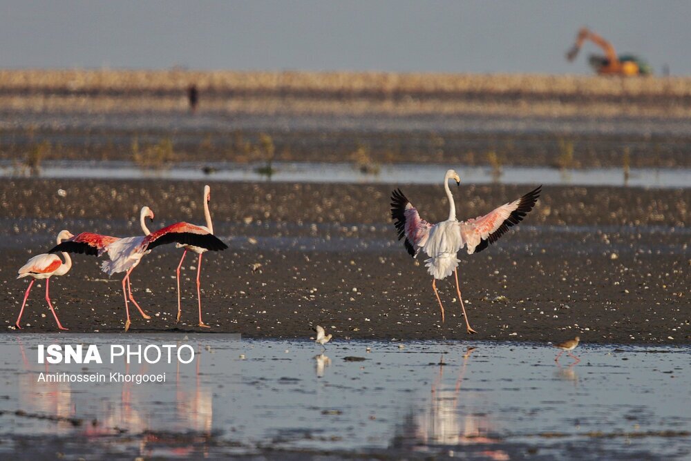 تصاویر: فلامینگوها میهمان آب‌های گرم خلیج فارس