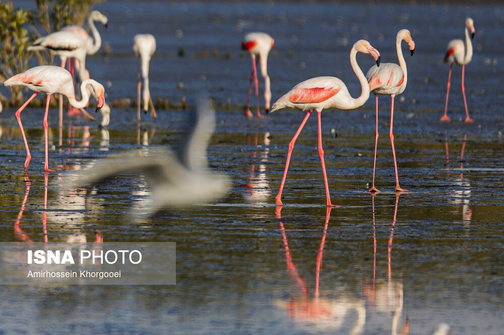تصاویر: فلامینگوها میهمان آب‌های گرم خلیج فارس